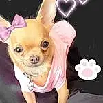 Dog, Ear, Carnivore, Gesture, Dog breed, Pink, Fawn, Companion dog, Magenta, Happy, Snout, Toy Dog, Font, Event, Chihuahua, Fashion Accessory, Terrestrial Animal, Whiskers, Photo Caption, Dessert