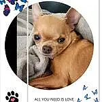 Dog, Dog breed, Carnivore, Dog Supply, Chihuahua, Companion dog, Fawn, Font, Toy Dog, Snout, Working Animal, Terrestrial Animal, Canidae, Whiskers, Photo Caption, Paw, Liver, Pattern, Watch