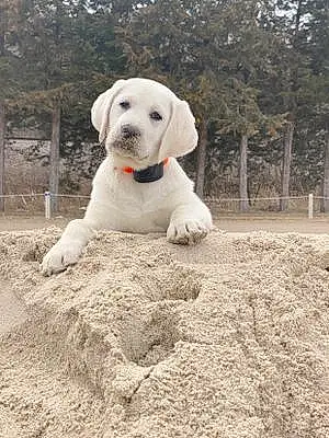 Labrador Retriever Dog Gus