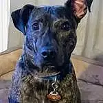 Dog, Eyes, Dog breed, Carnivore, Fawn, Collar, Working Animal, Whiskers, Snout, Companion dog, Dog Collar, Electric Blue, Pet Supply, Canidae, Guard Dog, Working Dog, Non-sporting Group, Plott Hound, Furry friends