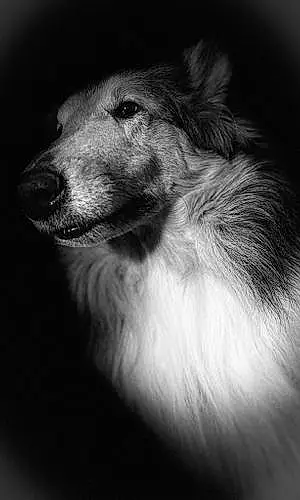 Black & White Border Collie Dog Athena