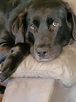 Name Labrador Retriever Dog Pepper