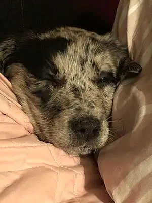 Name Labrador Retriever Dog Zena