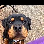 Dog, Carnivore, Companion dog, Dog breed, Electric Blue, Rottweiler, Working Animal, Canidae, Grass, Terrestrial Animal, Working Dog, Magenta, Whiskers, Hunting Dog