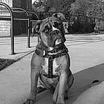 Dog, Dog breed, Carnivore, Black-and-white, Boxer, Style, Companion dog, Fawn, Building, Working Animal, Tree, Wrinkle, Snout, Grass, Road Surface, Black & White, Dog Collar, Plant, Monochrome, Sky