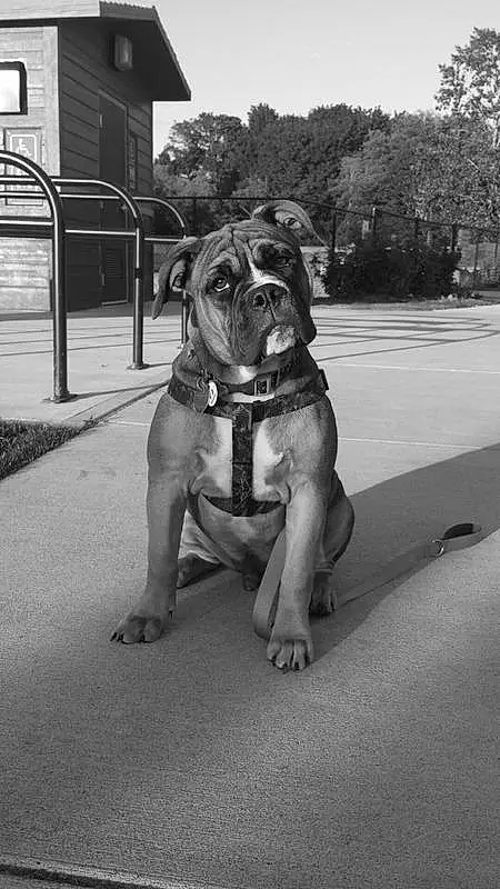 Dog, Dog breed, Carnivore, Black-and-white, Boxer, Style, Companion dog, Fawn, Building, Working Animal, Tree, Wrinkle, Snout, Grass, Road Surface, Black & White, Dog Collar, Plant, Monochrome, Sky