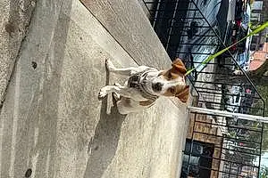 Name Jack Russell Dog Frankie