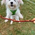 Dog, Plant, Dog breed, Carnivore, Companion dog, Fawn, Grass, Collar, Toy Dog, Dog Collar, Ball, Canidae, Terrier, Furry friends, Toy, Leash, Small Terrier, Soil, Dog Supply