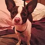 Head, Dog, Eyes, Dog breed, Human Body, Ear, Carnivore, Whiskers, Working Animal, Companion dog, Fawn, Boston Terrier, Snout, Toy Dog, Comfort, Canidae, Furry friends, Terrestrial Animal, Non-sporting Group