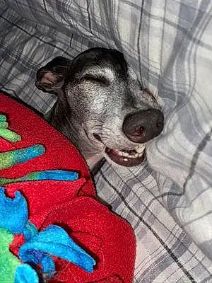 Greyhound Dog Milo