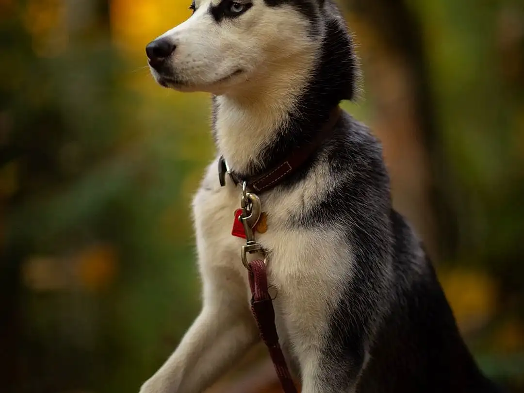 Dog, Carnivore, Dog breed, Collar, Fawn, Companion dog, Whiskers, Snout, Tail, Sled Dog, Plant, Terrestrial Animal, Furry friends, Working Animal, Canidae, Forest, Tree, Working Dog, Leash