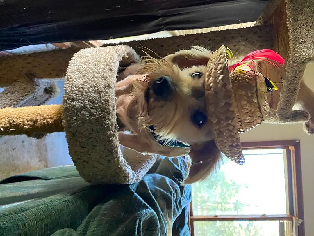 Dog, Window, Carnivore, Wood, Fawn, Dog breed, Companion dog, Lakeland Terrier, Snout, Collar, Working Animal, Terrier, Furry friends, Schnauzer, Small Terrier, Dog Supply, Toy Dog, Hat, Building