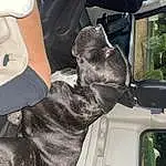 Gesture, Carnivore, Dog breed, Plant, Vehicle, Vehicle Door, Furry friends, Working Animal, Window, Carmine, Windshield, Auto Part, Companion dog, Canidae, Sports Gear, Guard Dog, Automotive Window Part, Automotive Exterior, Personal Protective Equipment