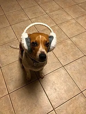 Beagle Dog Paco