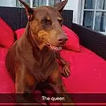 Dog, Carnivore, Dog breed, Jaw, Liver, Window, Working Animal, Ear, Fawn, Companion dog, Dobermann, Snout, Whiskers, Collar, Dog Supply, Canidae, Guard Dog, Working Dog, Terrestrial Animal