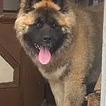Dog, Keeshond, Carnivore, Dog breed, Companion dog, Fawn, Snout, Canidae, Working Animal, Furry friends, Working Dog, Giant Dog Breed, Non-sporting Group, Ancient Dog Breeds, Terrestrial Animal