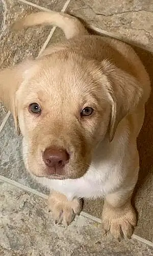 Name Labrador Retriever Dog Nacho
