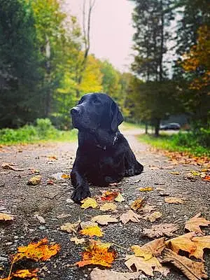Name Labrador Retriever Dog Axel