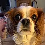 Dog, Dog breed, Carnivore, Companion dog, Fawn, Whiskers, Toy Dog, Snout, Liver, Furry friends, Spaniel, Canidae, King Charles Spaniel, Working Animal, Terrestrial Animal, Cavalier King Charles Spaniel, Puppy, Non-sporting Group