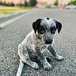 Dog, Eyes, Dog breed, Carnivore, Grey, Fawn, Companion dog, Plant, Snout, Tail, Sky, Canidae, Road Surface, Paw, Asphalt, Soil, Terrestrial Animal, Tree, Landscape