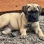 Dog, Carnivore, Dog breed, Companion dog, Fawn, Wrinkle, Snout, Terrestrial Animal, Whiskers, Canidae, Molosser, Soil, Working Animal, Working Dog, Puppy, Boxer, Ancient Dog Breeds, Non-sporting Group, Old English Bulldog