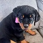 Dog, Dog breed, Carnivore, Companion dog, Fawn, Rottweiler, Canidae, Furry friends, Molosser, Working Dog, Terrestrial Animal, Puppy, Guard Dog, Austrian Black And Tan Hound, Hunting Dog, Working Animal, Whiskers, Lithuanian Hound