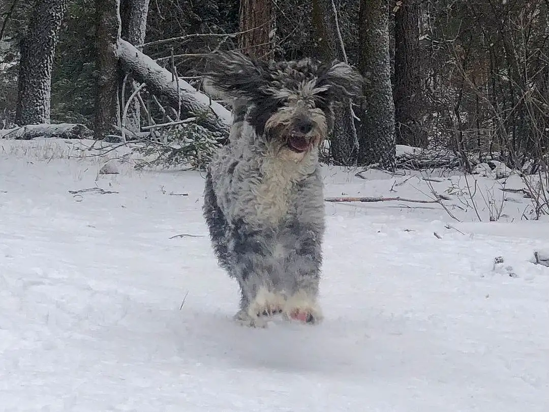 Dog, Snow, Dog breed, Carnivore, Tree, Freezing, Snout, Plant, Recreation, Tail, Winter, Canidae, Furry friends, Working Dog, Working Animal, Twig, Schnauzer, Hunting Dog