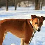 Dog, Snow, Carnivore, Collar, Dog breed, Pet Supply, Working Animal, Fawn, Companion dog, Dog Supply, Dog Collar, Snout, Winter, Freezing, Dog Sports, Canidae, Tail, Whiskers, Liver