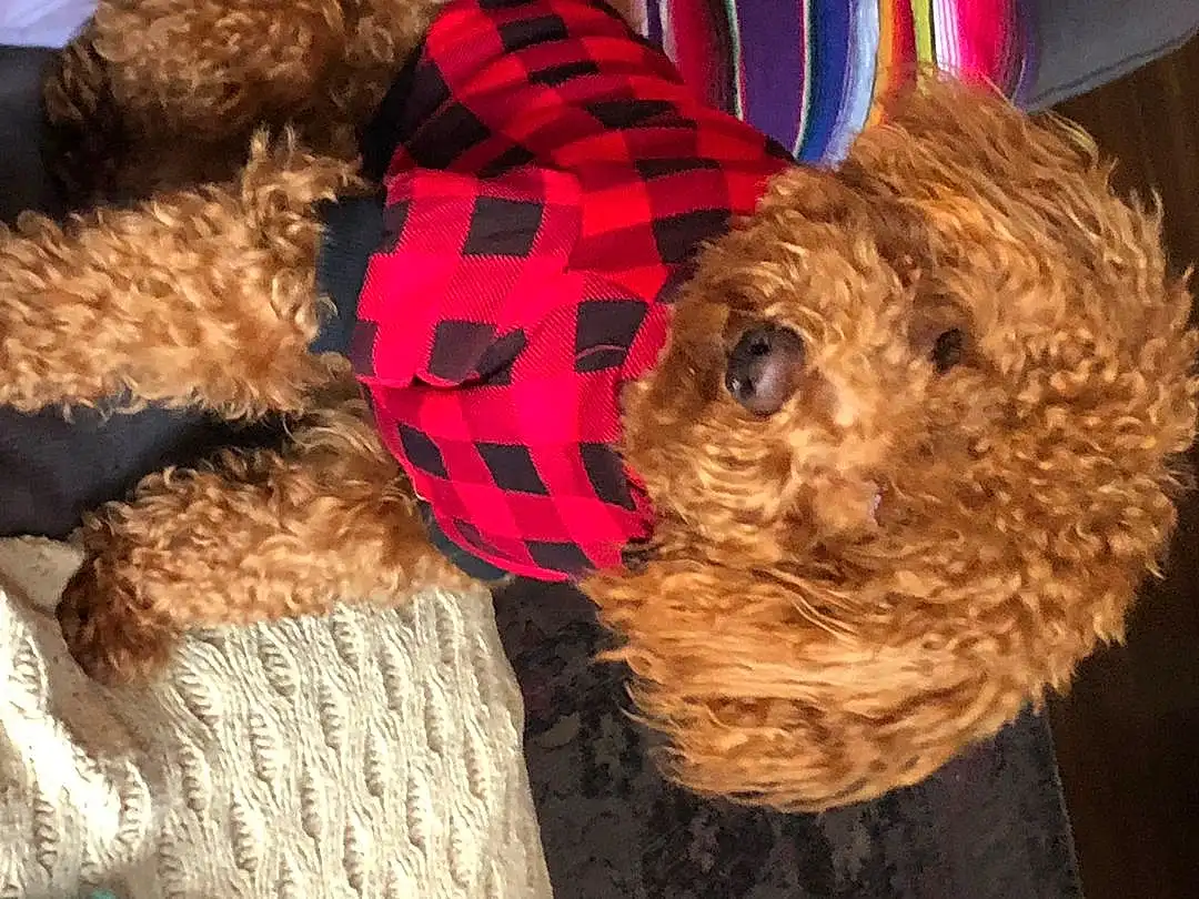 Dog, Carnivore, Dog breed, Toy, Companion dog, Fawn, Dog Supply, Snout, Hat, Dog Clothes, Airedale Terrier, Toy Dog, Water Dog, Stuffed Toy, Pet Supply, Furry friends, Tartan, Canidae, Event
