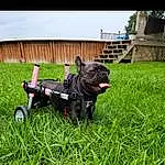 Dog, Plant, Carnivore, Working Animal, Dog breed, Grass, Collar, Companion dog, Grassland, Groundcover, Lawn, Snout, Leash, Toy Dog, Toy, Terrestrial Animal, Canidae, Dog Collar