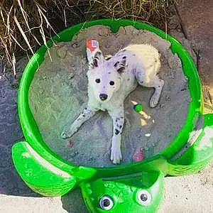 Australian Shepherd Dog Dolly Monroe Pawton