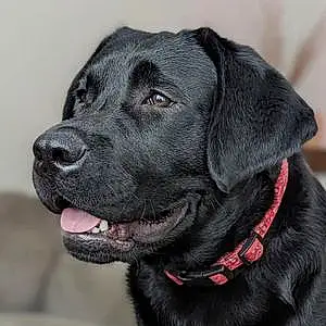 Name Labrador Retriever Dog Mookie