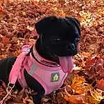 Dog, Plant, Light, Leaf, Carnivore, Dog breed, Collar, Pink, Fawn, Companion dog, Tree, Grass, Tints And Shades, Dog Collar, Dog Supply, Snout, Working Animal, Pet Supply, Leash
