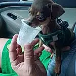 Hand, Dog, Carnivore, Finger, Fawn, Vehicle Door, Companion dog, Steering Wheel, Nail, Comfort, Car Seat, Dog breed, Car, Toy Dog, Gadget, Auto Part, Personal Luxury Car, Working Animal, Windshield, Automotive Exterior