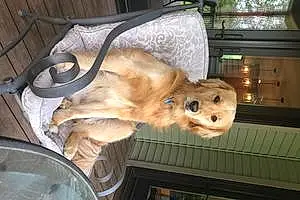 Name Golden Retriever Dog Amber