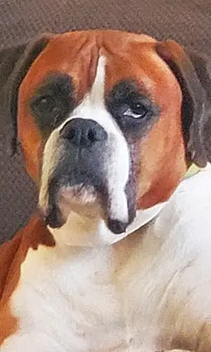 Boxer Dog Vito