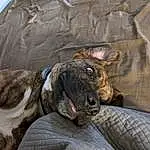 Dog, Leg, Carnivore, Dog breed, Comfort, Liver, Fawn, Working Animal, Ear, Companion dog, Terrestrial Animal, Snout, Whiskers, Furry friends, Canidae, Paw, Wrinkle, Treeing Tennessee Brindle
