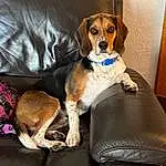 Dog, Couch, Dog breed, Comfort, Carnivore, Companion dog, Collar, Scent Hound, Hound, Beaglier, Canidae, Tail, Working Animal, Sleeper Chair, Working Dog, Hunting Dog, Sofa Bed