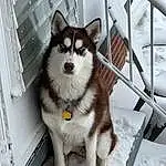 Dog, Carnivore, Sled Dog, Dog breed, Siberian Husky, Companion dog, Snout, Recreation, Snow, Working Animal, Canis, Canidae, Tail, Metal, Dog Supply, Furry friends, Window, Working Dog, Winter