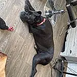 Dog, Carnivore, Dog breed, Collar, Tire, Fawn, Dog Collar, Companion dog, Snout, Leash, Bicycle Wheel, Working Animal, Bicycle Saddle, Wood, Bicycle Tire, Bicycle Handlebar, Tail, Dog Supply, Canidae