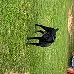 Dog, Plant, Flower, Carnivore, Grass, Dog breed, Tints And Shades, Groundcover, People In Nature, Tail, Lawn, Grassland, Shrub, Shadow, Tree, Canidae, Prairie, Pasture