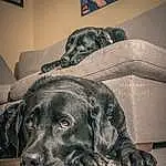 Dog, Couch, Comfort, Picture Frame, Carnivore, Dog breed, Grey, Companion dog, Tints And Shades, Working Animal, Snout, Room, Furry friends, Whiskers, Darkness, Black & White, Monochrome