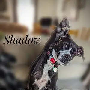 Name Labrador Retriever Dog Shadow