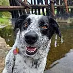 Water, Dog, Dog breed, Carnivore, Australian Cattle Dog, Snout, Whiskers, Tree, Terrestrial Animal, Canidae, Plant, Furry friends, Working Animal, Domestic Short-haired Cat, Moths And Butterflies