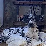 Dog, Carnivore, Dog breed, Fawn, Companion dog, Working Animal, Great Dane, Snout, Canidae, Metal, Working Dog, Terrestrial Animal, Guard Dog, Sitting, Furry friends, Non-sporting Group, Window, Ancient Dog Breeds