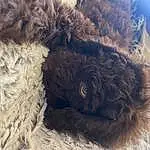 Dog, Working Animal, Carnivore, Dog breed, Fawn, Natural Material, Companion dog, Snout, Hat, Liver, Furry friends, Terrestrial Animal, Terrier, Toy Dog, Wool, Dog Collar, Selfie, Poodle, Canidae