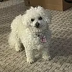 Dog, Dog breed, Carnivore, Water Dog, Companion dog, Toy Dog, Snout, Small Terrier, Canidae, Terrier, Poodle, Working Animal, Labradoodle, Maltepoo, Shih-poo, Furry friends, Yorkipoo, Poodle Crossbreed, Sunglasses