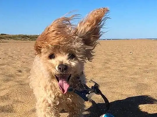 Sky, Dog, Dog breed, Water Dog, Carnivore, Dog Supply, Fawn, Companion dog, Beach, Toy Dog, Landscape, Canidae, Terrier, Soil, Labradoodle, Ocean, Coast, Small Terrier, Sand