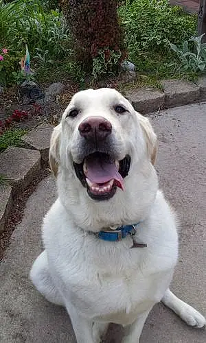 Labrador Retriever Dog Beloved Stuey