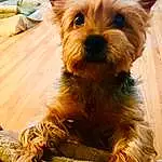 Dog, Carnivore, Fawn, Companion dog, Dog breed, Toy Dog, Snout, Small Terrier, Terrier, Australian Terrier, Yorkipoo, Furry friends, Liver, Biewer Terrier, Canidae, Working Animal
